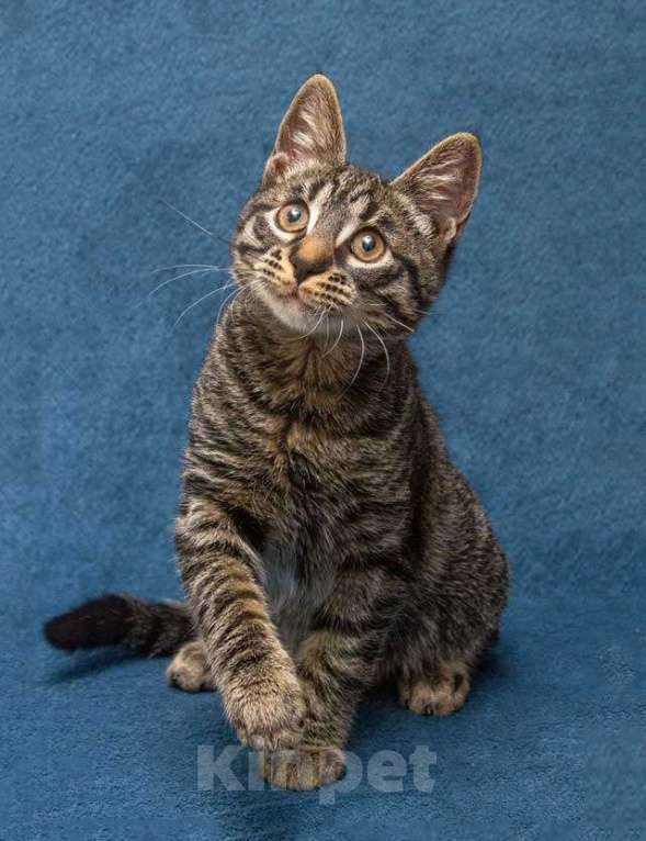 Кошки в Москве: Ласковый и нежный малыш Тигрик ищет дом и любящее сердце  Мальчик, 10 руб. - фото 1