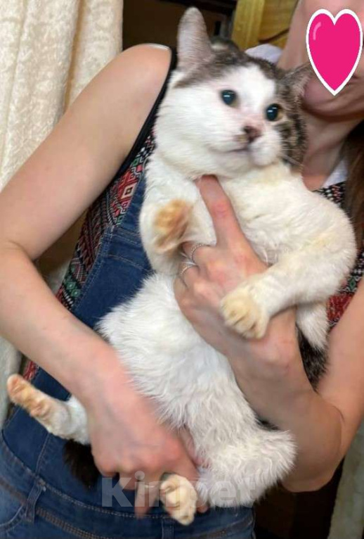 Кошки в Москве: Возьмите Пупса! Мальчик, Бесплатно - фото 2