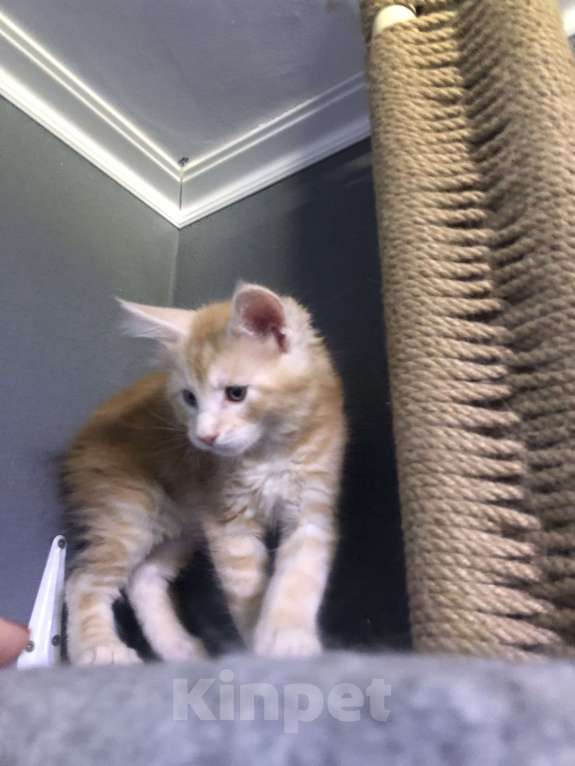 Кошки в Санкт-Петербурге: Персик Мальчик, 15 000 руб. - фото 7