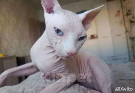 Кошки в Москве: Котенок канадский сфинкс Девочка, 15 000 руб. - фото 3