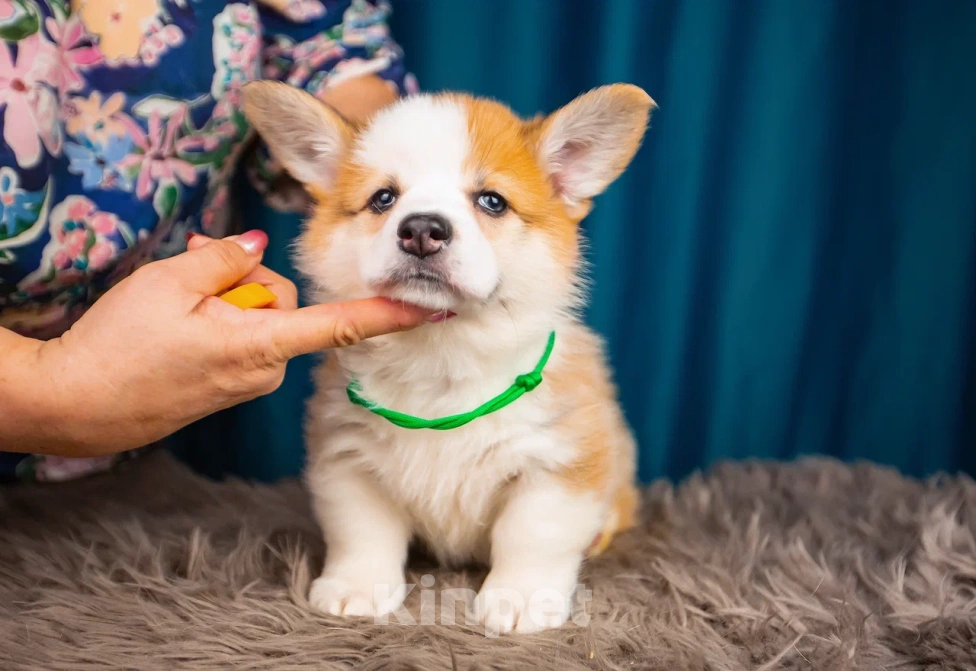 Собаки в Новосибирске: Валерион Таргариен щенок корги Мальчик, 80 000 руб. - фото 4