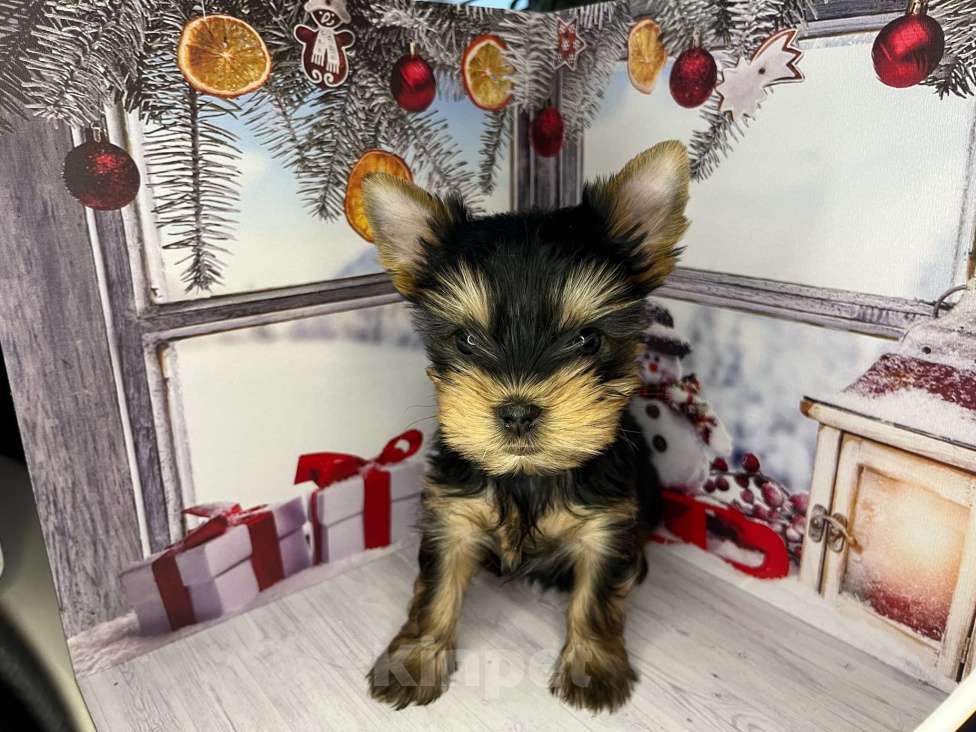 Собаки в других городах Московской области: Нокс Мальчик, 30 000 руб. - фото 2