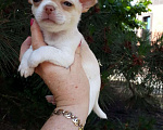 Собаки в Краснодаре: Щенки чихуахуа Девочка, Бесплатно - фото 8