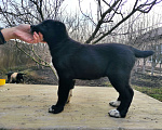 Собаки в Краснодаре: Щенки Алабая Девочка, 30 000 руб. - фото 5