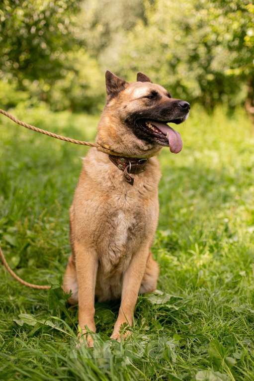 Собаки в Москве: Айта Девочка, Бесплатно - фото 2