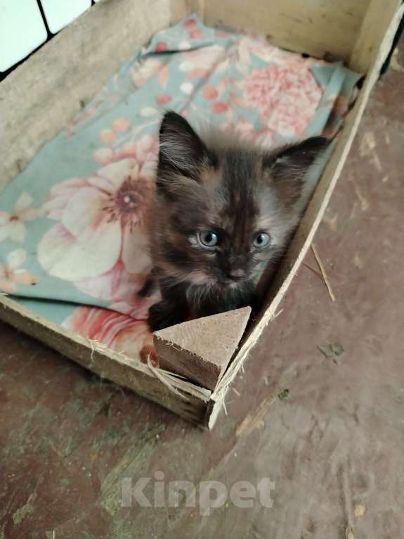 Кошки в других городах Ленинградской области: Чёрный котёнок Девочка, Бесплатно - фото 1