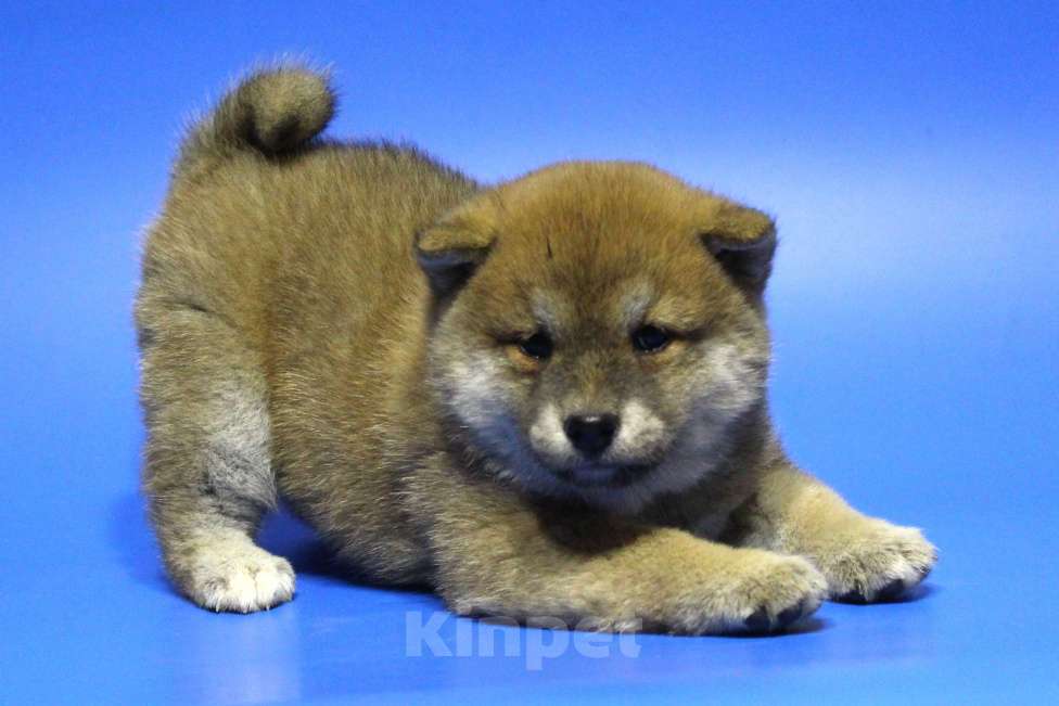 Собаки в Москве: Щенок сиба ину Девочка, 40 000 руб. - фото 1