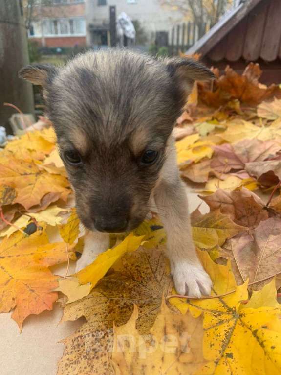 Собаки в Подольске: Щенок 1,5 девочка в добрые руки  Девочка, Бесплатно - фото 2