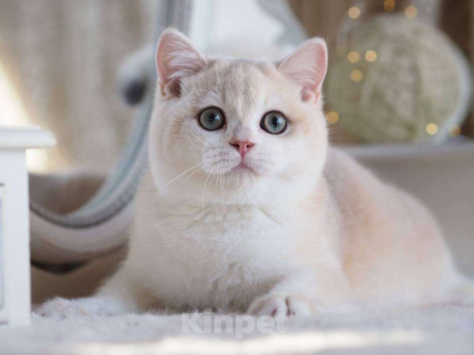 Кошки в Москве: Британский котенок Алюр Мальчик, 150 000 руб. - фото 4