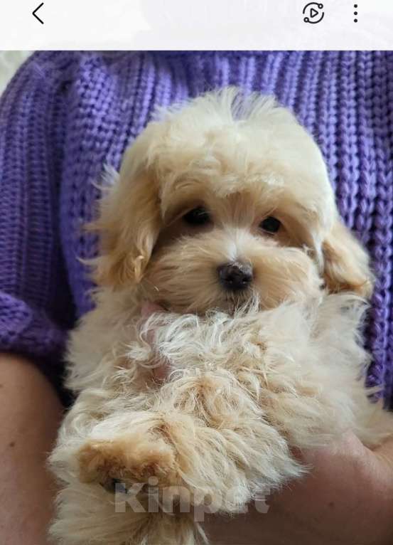 Собаки в Москве: Мальтипуf1  мини Девочка, Бесплатно - фото 4