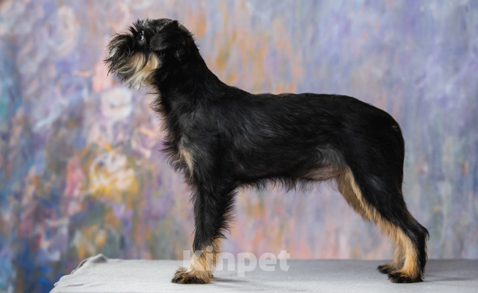 Собаки в Калининграде: Девочка Девочка, 60 000 руб. - фото 3