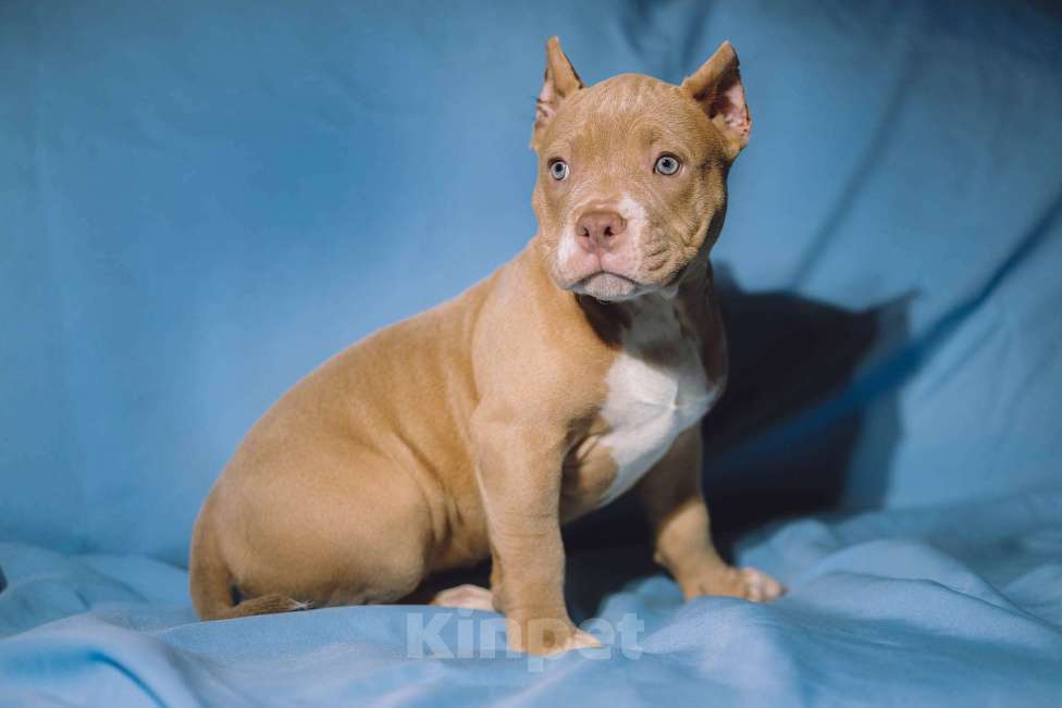 Собаки в Москве: Щенки Американского булли Девочка, 150 000 руб. - фото 3