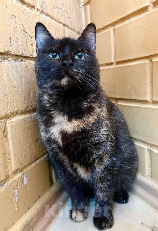 Кошки в Москве: Ласковая плюшевая кошечка Скарлет в добрые руки Девочка, Бесплатно - фото 8