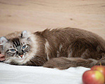 Кошки в Сочи: Чистокровный американский керл, 16 000 руб. - фото 3