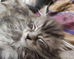 Кошки в Собинке: Мейн-кун котята, 12 000 руб. - фото 6