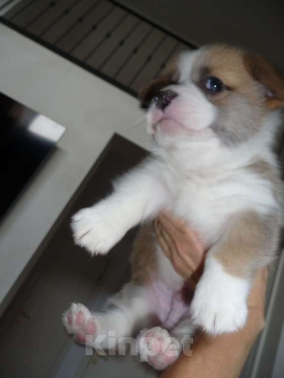 Собаки в других городах Краснодарского края: Вельш Корги Пемброк, щенок 3 Девочка, Бесплатно - фото 2