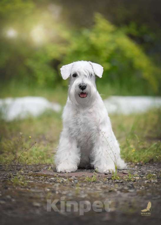 Собаки в Краснодаре: Щенок цвергшнауцер белый  Девочка, Бесплатно - фото 2