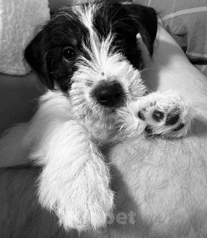 Собаки в Южном-Сахалинске: Щенок Джек-рассел-терьера Мальчик, 60 000 руб. - фото 9