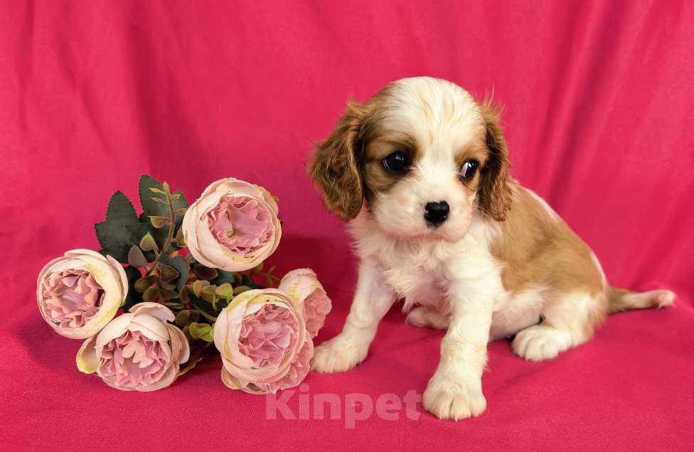 Собаки в Москве: Мальчик Кавалер Кинг Чарльз Спаниель Мальчик, 90 000 руб. - фото 3