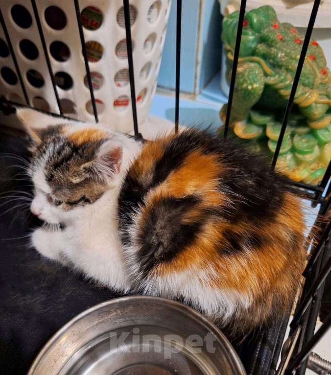 Кошки в Москве: Котёнок Майя в добрые руки  Девочка, Бесплатно - фото 3
