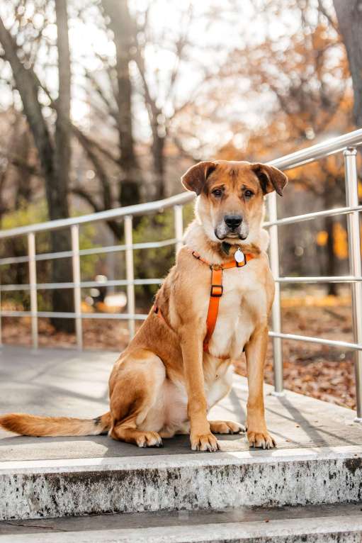 Собаки в Москве: Благородный Джек ищет дом Мальчик, Бесплатно - фото 7