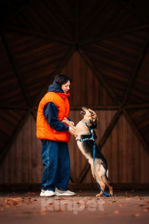 Собаки в Москве: Нежный Читос ищет дом Мальчик, Бесплатно - фото 7