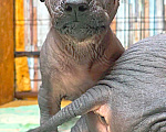 Собаки в Москве: Ксолоитцкуинтли стандартный мальчик Мальчик, 120 000 руб. - фото 5