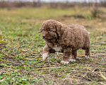 Собаки в Рязани: Щенок болгарской овчарки, собака для охраны Девочка, 70 000 руб. - фото 4