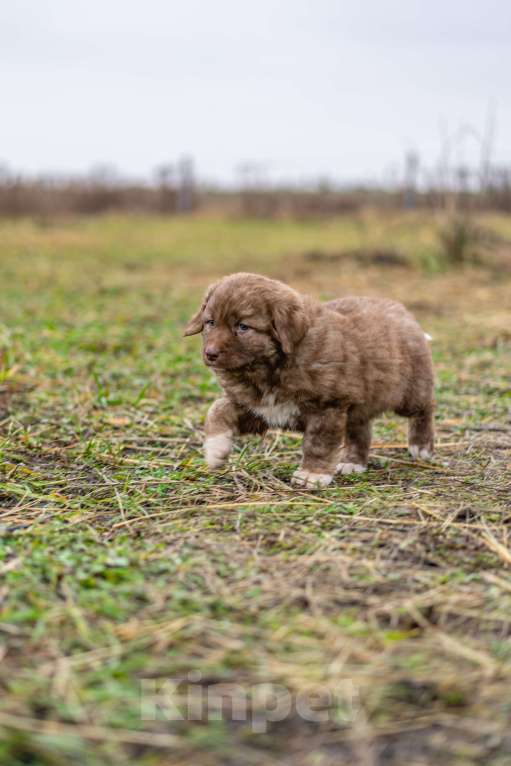 Собаки в Рязани: Щенок болгарской овчарки, собака для охраны Девочка, 70 000 руб. - фото 4