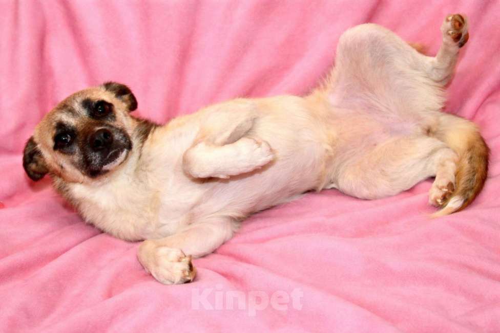 Собаки в Москве: Девочка Габби миниатюрная собачка в поисках семьи Девочка, Бесплатно - фото 10