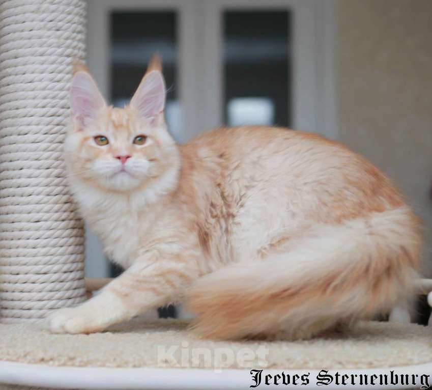 Кошки в Химках: Красавчик со сливочным характером Мальчик, Бесплатно - фото 5