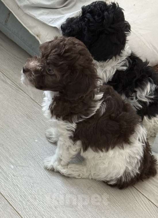 Собаки в Москве: Той-пудель, щенок Мальчик, 70 000 руб. - фото 2