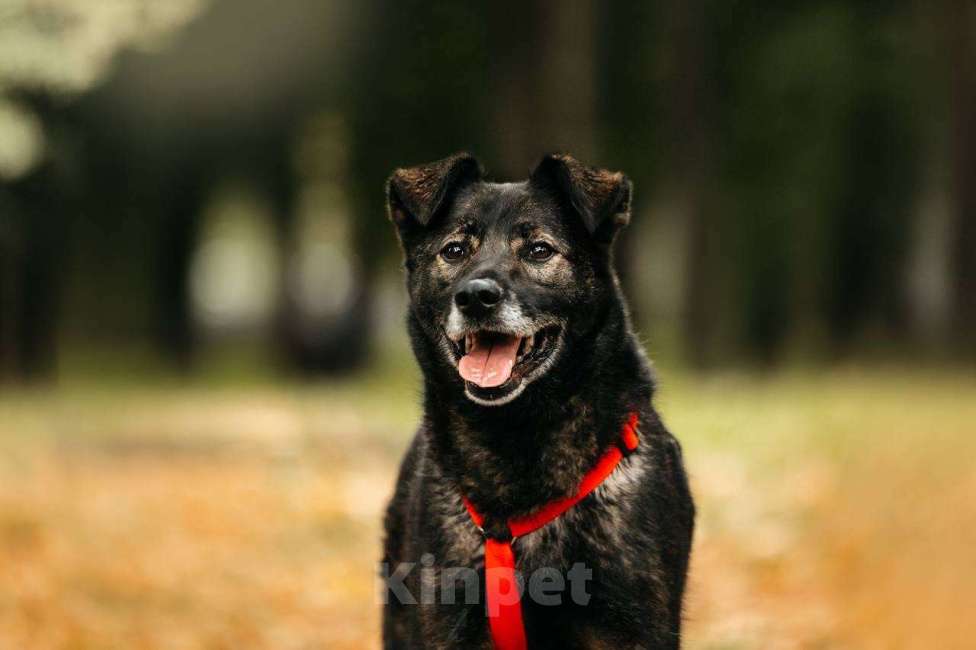 Собаки в Москве: Интеллигентный и скромный Райд ищет дом Мальчик, Бесплатно - фото 7