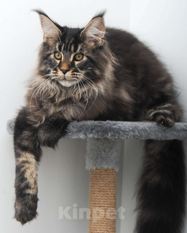 Кошки в Москве: Шубастый котенок мейн-кун  Мальчик, 70 000 руб. - фото 7