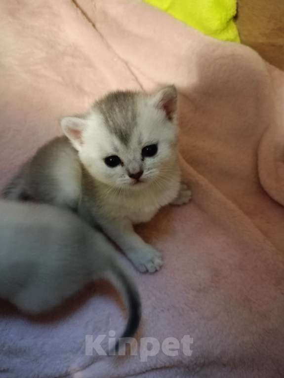 Кошки в Москве: Серая мышка Девочка, 25 000 руб. - фото 4