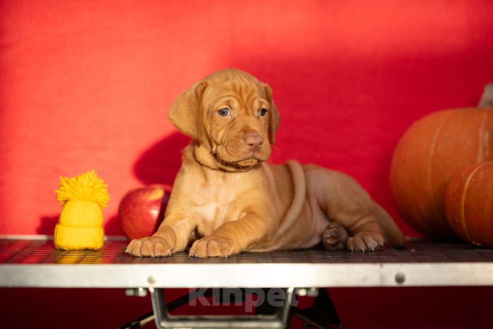 Собаки в Москве: Малыши выжлы Девочка, Бесплатно - фото 1