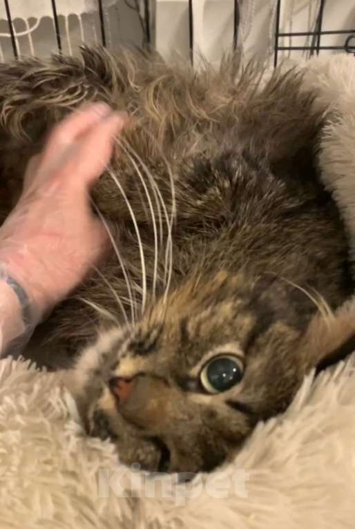 Кошки в Москве: Пушистый кот Мирон Мальчик, Бесплатно - фото 3