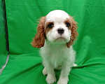 Собаки в Москве: Щенки кавалер Кинг Чарльз спаниель  Девочка, 60 000 руб. - фото 6