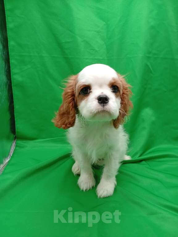 Собаки в Москве: Щенки кавалер Кинг Чарльз спаниель  Девочка, 60 000 руб. - фото 6