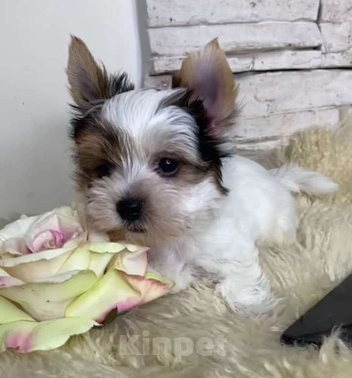 Собаки в Москве: Бивер мальчик РКФ  Мальчик, 75 000 руб. - фото 4