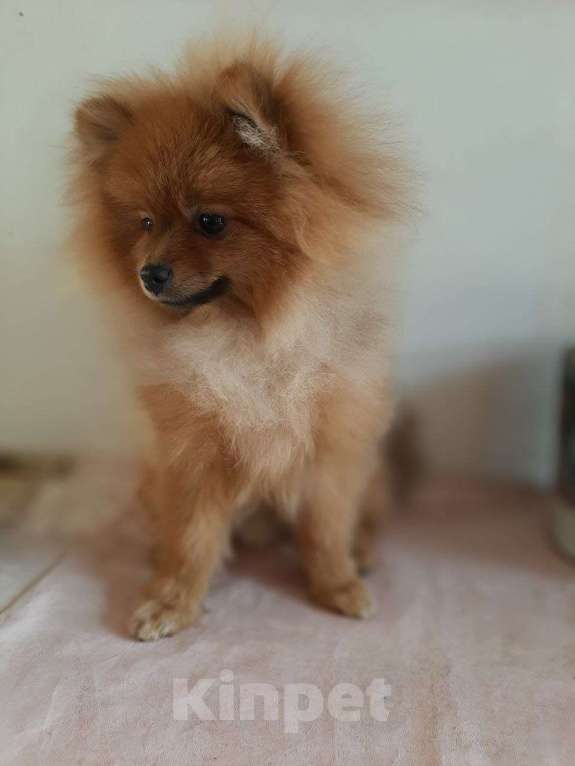 Собаки в Самаре: Шпиц Мальчик, 40 000 руб. - фото 2