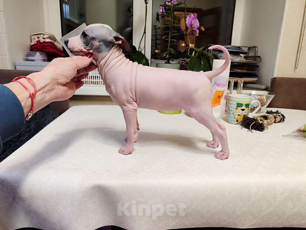 Собаки в Нижнем Новгороде: Щенки Американский голый терьер Разнополые, Бесплатно - фото 6