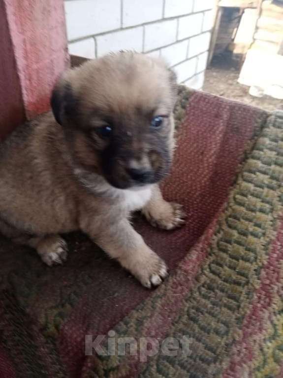 Собаки в Курске: Щенки Девочка, Бесплатно - фото 2