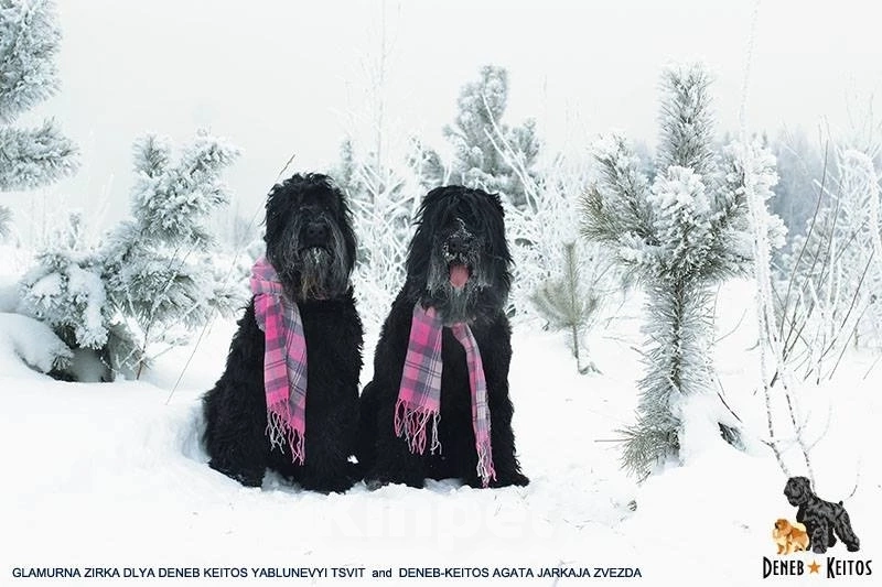 Собаки в Москве: Щенки Русского Чёрного Терьера Мальчик, 50 000 руб. - фото 4