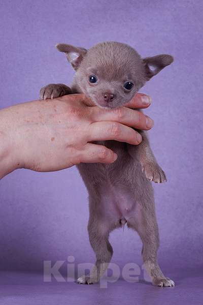 Собаки в Люберцах: Микро чихуахуа Девочка, Бесплатно - фото 3