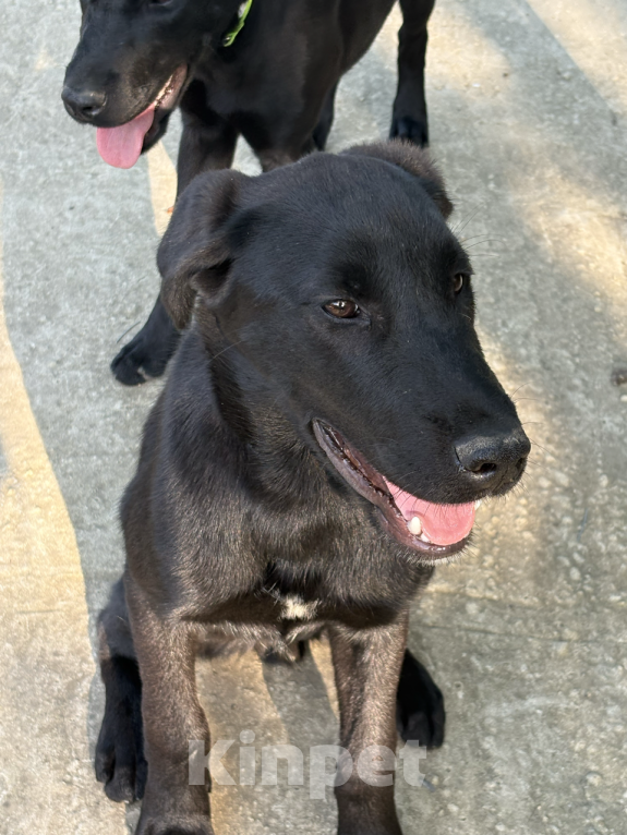 Собаки в других городах Краснодарского края: Уникальный щенок «ризеновчарик» мальчик Люк Мальчик, 1 000 руб. - фото 8