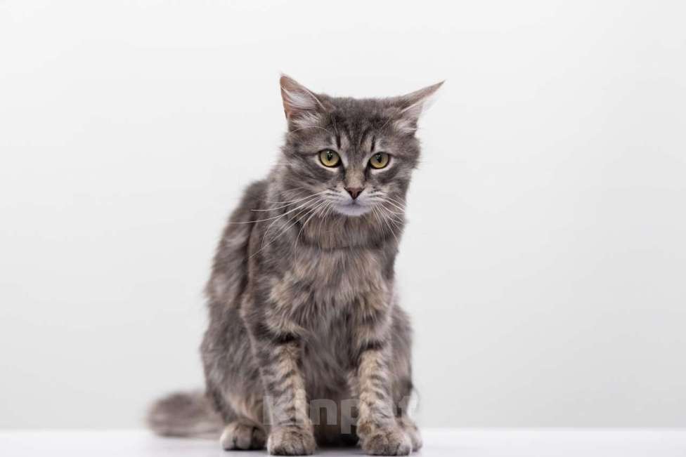 Кошки в Москве: Клим Мальчик, Бесплатно - фото 4