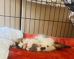 Кошки в Москве: Три маленьких котенка ищут своих родителей🐱 Разнополые, Бесплатно - фото 2