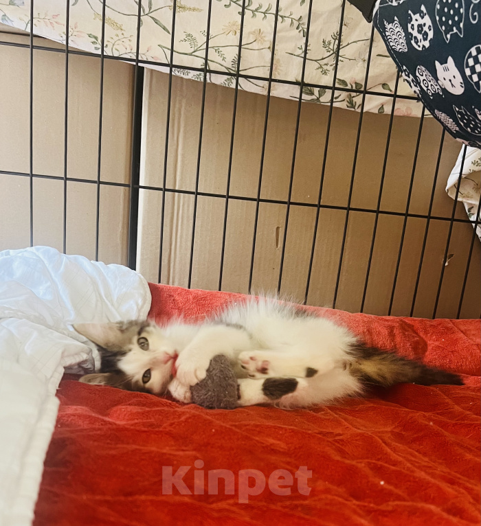 Кошки в Москве: Три маленьких котенка ищут своих родителей🐱 Разнополые, Бесплатно - фото 2