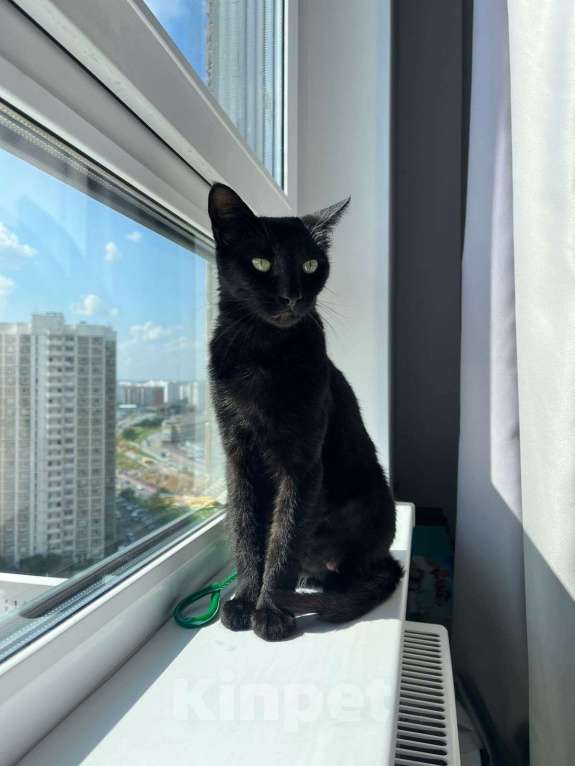 Кошки в Москве: Кошечка ищет дом  Девочка, 500 руб. - фото 2